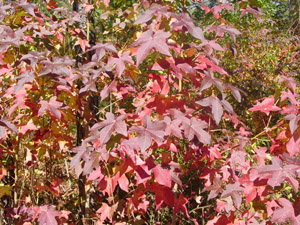 Sweetgum, fall color